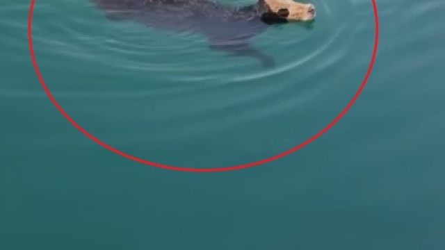 Hatay'da sevkiyat esnasından kaçan angusun yüzerek kaçtığı anlar kamerada
