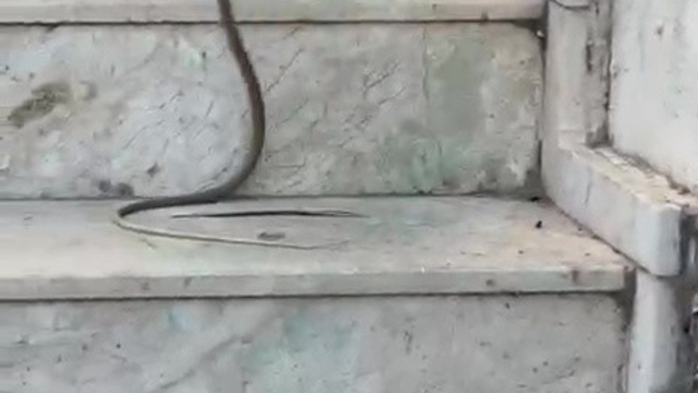 Kedinin yılanla oynadığı anlar cep telefonu kamerasında
