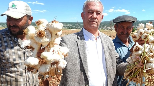 AB tescilli Araban sarımsağının hasadı başladı