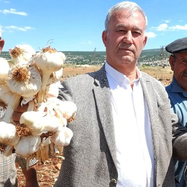 AB tescilli Araban sarımsağının hasadı başladı