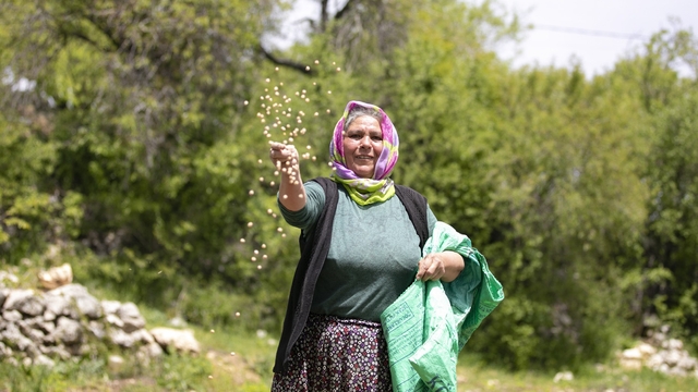 Atalık tohumlar toprakla buluştu, üreticiye can suyu oldu