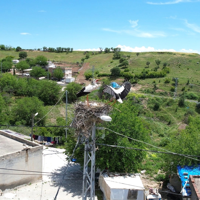 Adıyaman'ın Kızılcapınar köyü leyleklerin uğrak noktası oldu