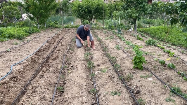 Artvin'de eğitimciler hobi bahçelerini üretim alanına dönüştürdü