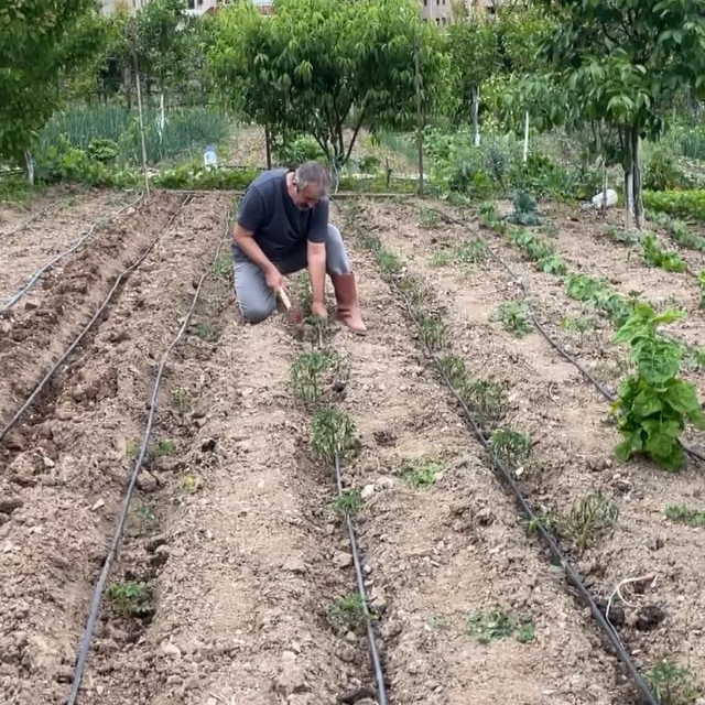 Artvin'de eğitimciler hobi bahçelerini üretim alanına dönüştürdü