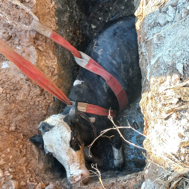 Şanlıurfa'da foseptik çukuruna düşen ineği itfaiye ekipleri kurtardı