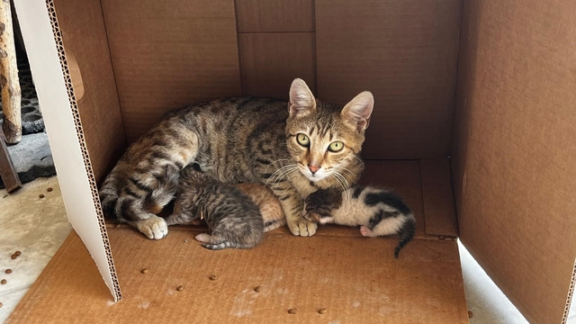 İşyerinde doğan kedi yavrularına esnaf sahip çıktı