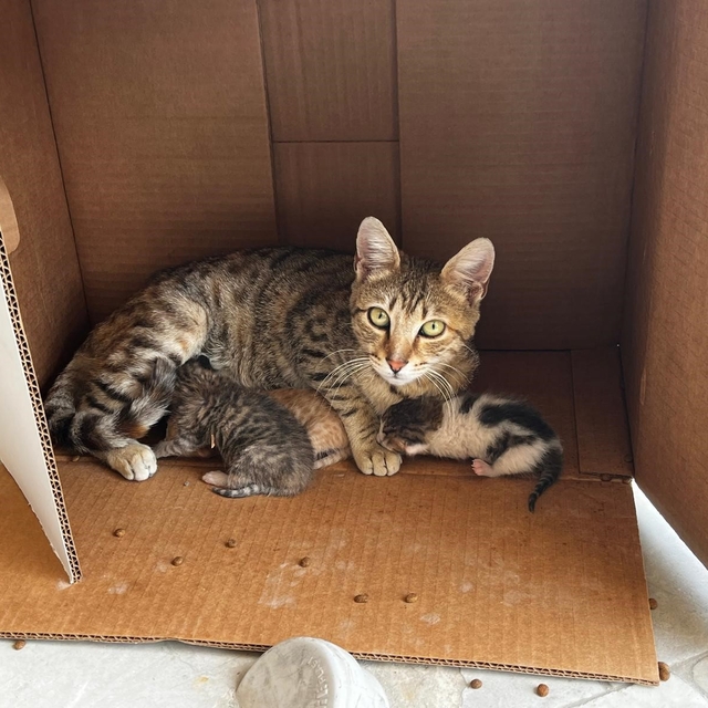 İşyerinde doğan kedi yavrularına esnaf sahip çıktı