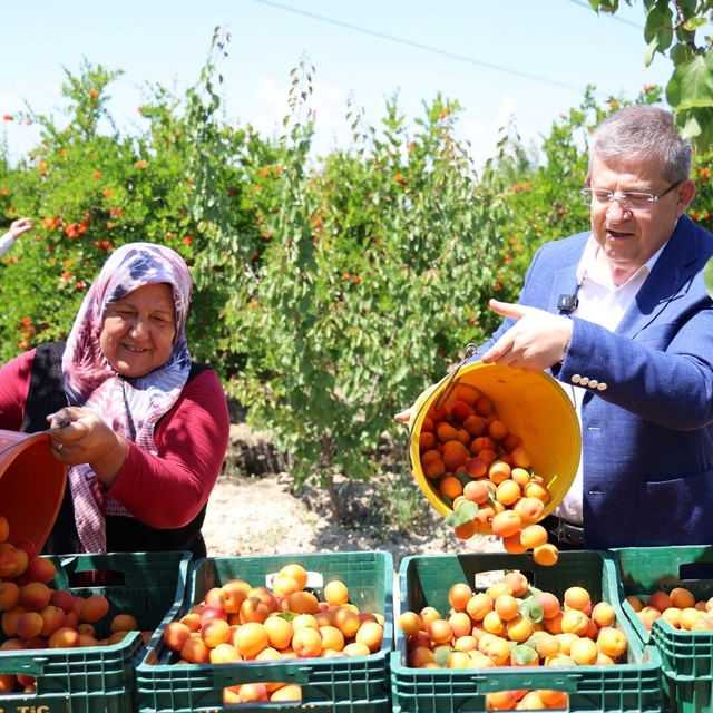 Başkan Subaşıoğlu kiraz ve kayısı üreticileriyle birlikte hasat yaptı
Başka...