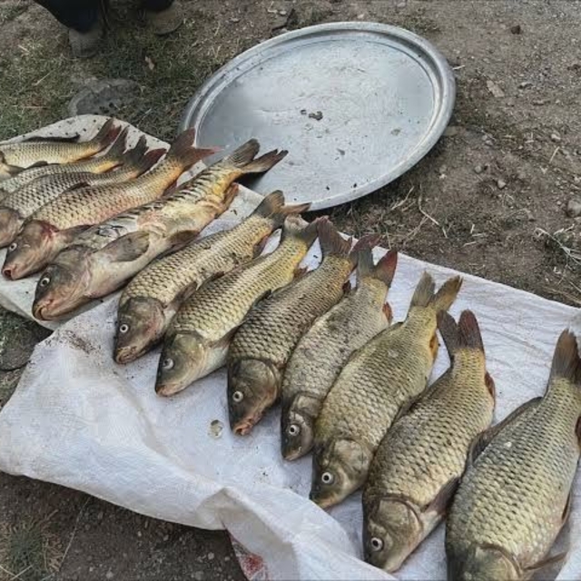 Keban Barajı'nda yasak bölgede balık avlayan kişiye 78 bin 600 lira ceza