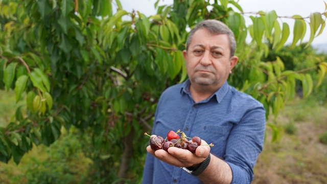 Tokat'ta aşırı yağış kirazı vurdu