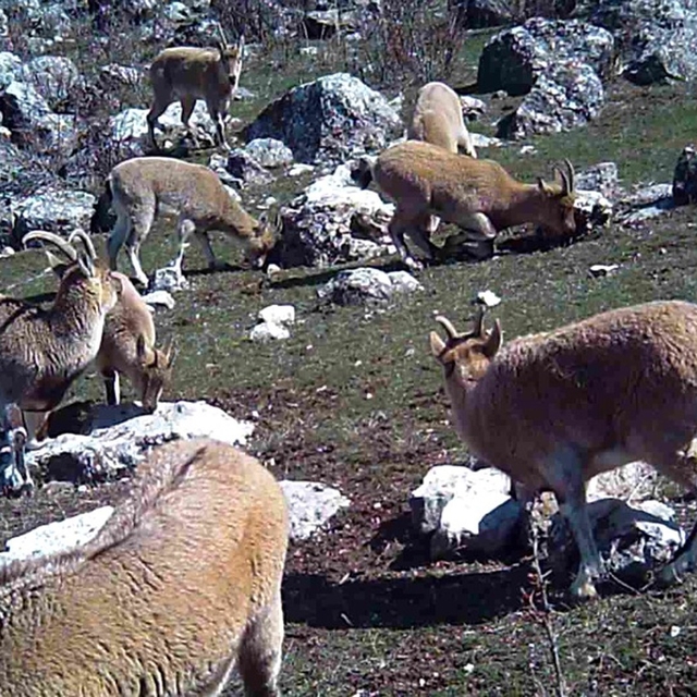 Munzur'un sessiz misafirleri fotokapana takıldı