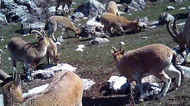 Munzur'un sessiz misafirleri fotokapana takıldı