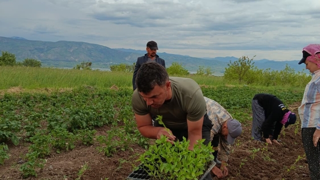 Sivas'ta Maraş biberi üretimi için ilk adım atıldı