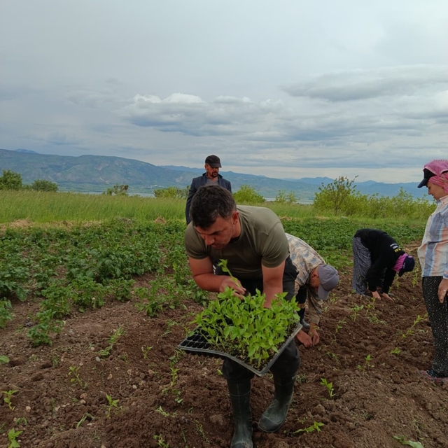 Sivas'ta Maraş biberi üretimi için ilk adım atıldı