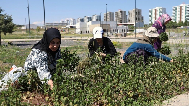 Kadın emeğiyle yetişen tıbbi ve aromatik bitkilerin ilk hasadı yapıldı