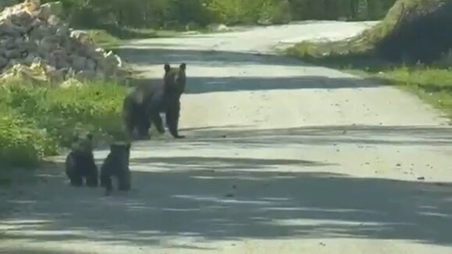 Yola inen bozayı ile 2 yavrusu görüntülendi