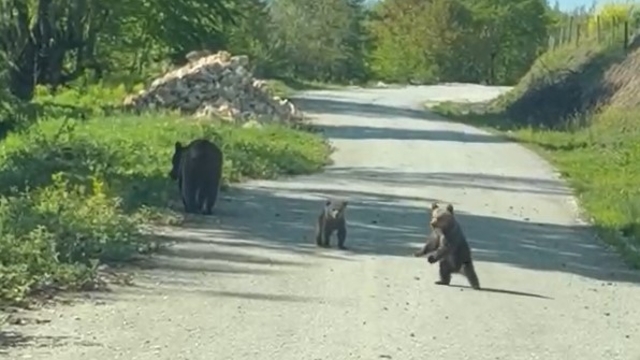 Kardeşlerin anne ayı ve yavruları ile sohbeti gülümsetti
Kendilerine seslenilen anne ayı ve yavruları ayağa kalkarak sohbete ortak oldu