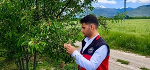 Meyve bahçelerine yönelik yürütülen bitki sağlığı çalışmaları sürüyor