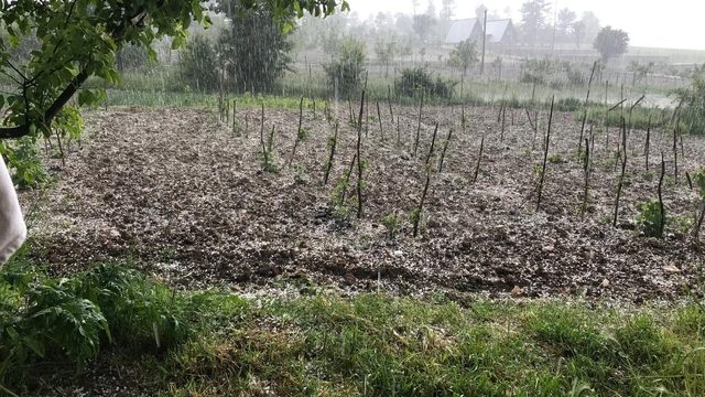 Bursa'da dolu… Keles'te tarım arazilerini dolu vurdu
