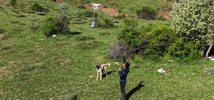 Arazideki çobanlara dronla 'şeker' gönderdiler