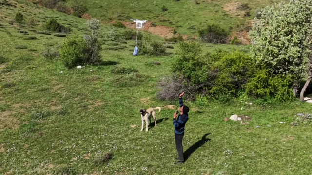 Arazideki çobanlara dronla 'şeker' gönderdiler