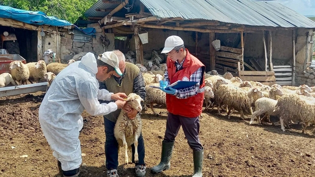 'Halk Elinde Küçükbaş Hayvan Islahı Projesi'nde doğan kuzular tespit edildi