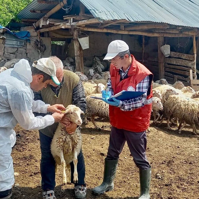 'Halk Elinde Küçükbaş Hayvan Islahı Projesi'nde doğan kuzular tespit edildi