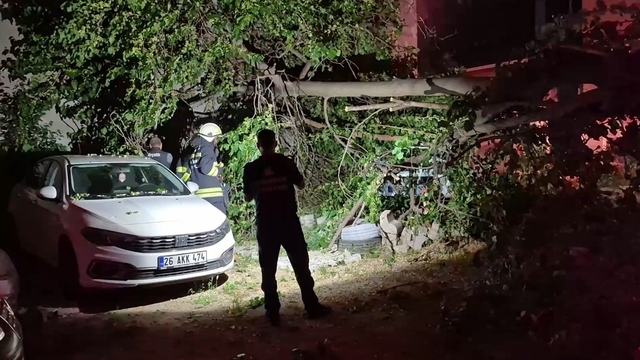 Dut ağacı park halindeki araçların üzerine devrildi, faciadan dönüldü
Aynı aileye ait 2 farklı araç ağacın altında kaldı
Kübra Taşkazan:
"Ağaç bir çocuğun üstüne de devrilebilirdi"