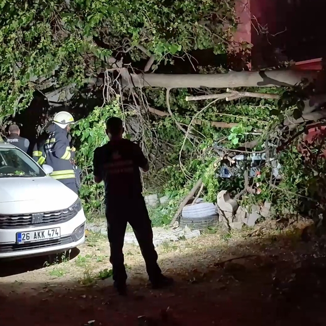 İkiye ayrılan dut ağacı, 2 aracın üzerine devrildi