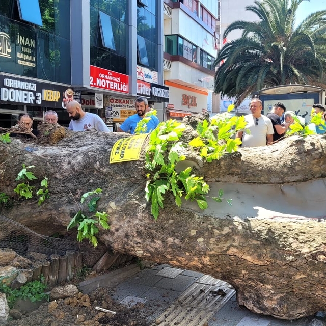 Bursa'da faciadan dönüldü...Asırlık çınar yola devrildi