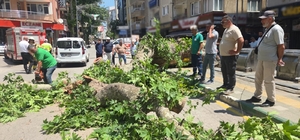 Devrilen tarihi çınar araca zarar verdi; yol trafiğe kapandı