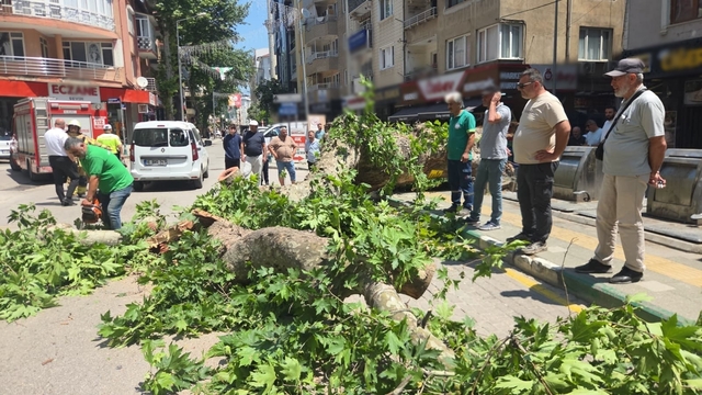 Devrilen tarihi çınar araca zarar verdi; yol trafiğe kapandı