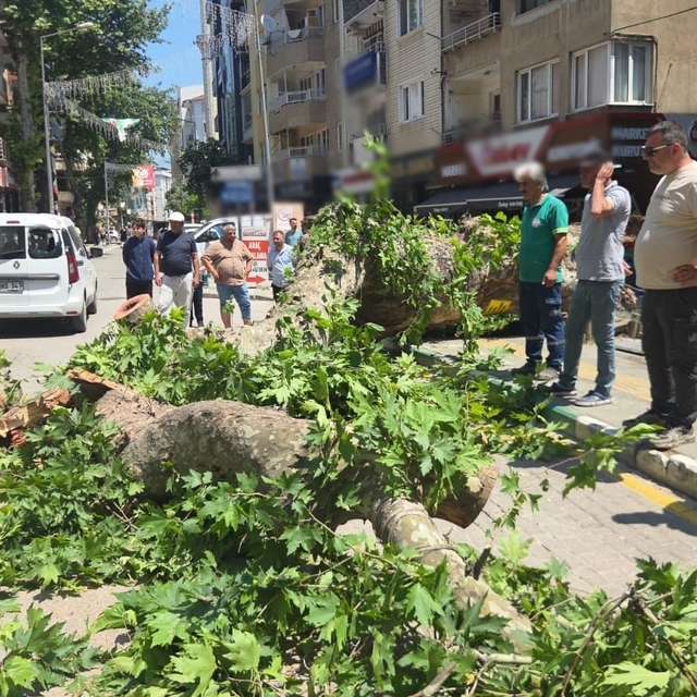 Devrilen tarihi çınar araca zarar verdi; yol trafiğe kapandı
