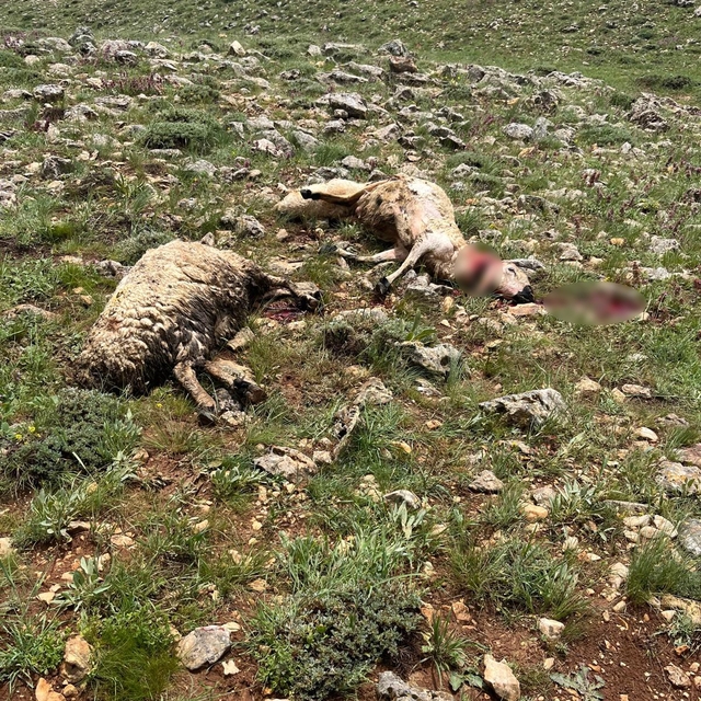 Sivas'ta koyun sürüsünün üzerine yıldırım düştü, 5 koyun telef oldu