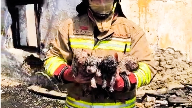 Yangında mahsur kalan köpek ve 4 yavrusu tedaviye alındı
