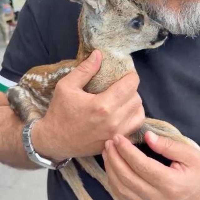 Çay bahçesinde bulunan yavru karaca doğraya bırakıldı