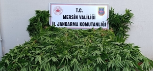 Ormanda kenevir yetiştirenlere suçüstü operasyon: 2 tutuklama