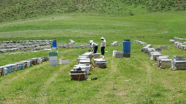 Bodrumlu arıcı, 5 yıldır Yüksekova'da bal hasadı yapıyor