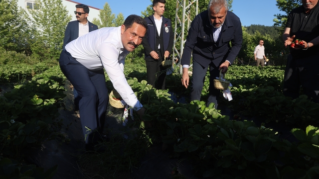 Lezzetiyle damaklarda tat bırakan çilekte 10 bin 900 ton rekolte bekleniyor