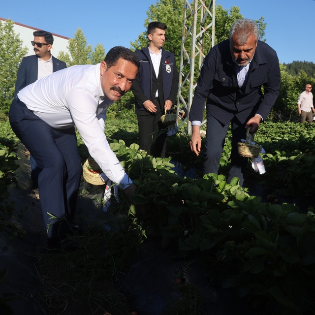 Lezzetiyle damaklarda tat bırakan çilekte 10 bin 900 ton rekolte bekleniyor