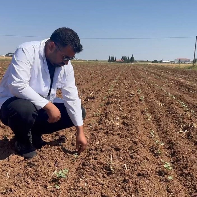 Hububat hasadıyla birlikte pamuk tarlalarını bekleyen tehlike
Hububat tarla...