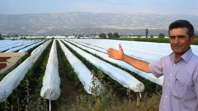 Sarıgöl Ovası beyaza bürünmeye hazırlanıyor