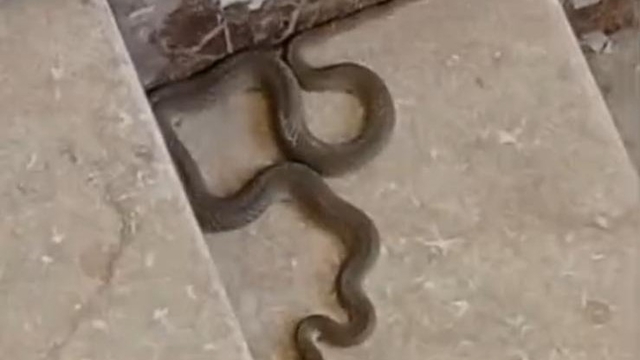 Apartmana giren yılan paniğe neden oldu