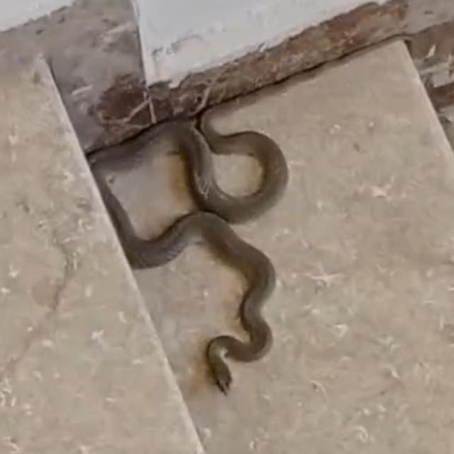 Apartmana giren yılan paniğe neden oldu