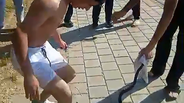 Nehirden çıkardıkları yılanın başını ezip, çakıyla keserek öldürdüler