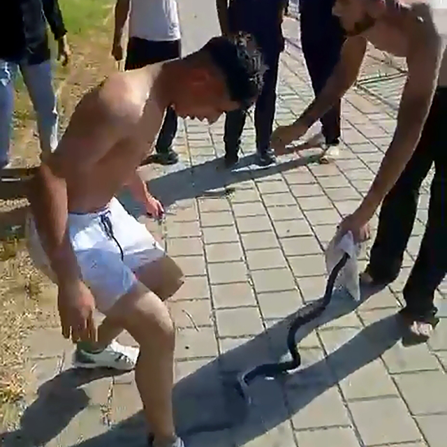 Nehirden çıkardıkları yılanın başını ezip, çakıyla keserek öldürdüler