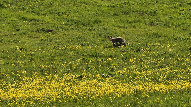 Ahlat kırsalında yiyecek arayan tilki görüntülendi