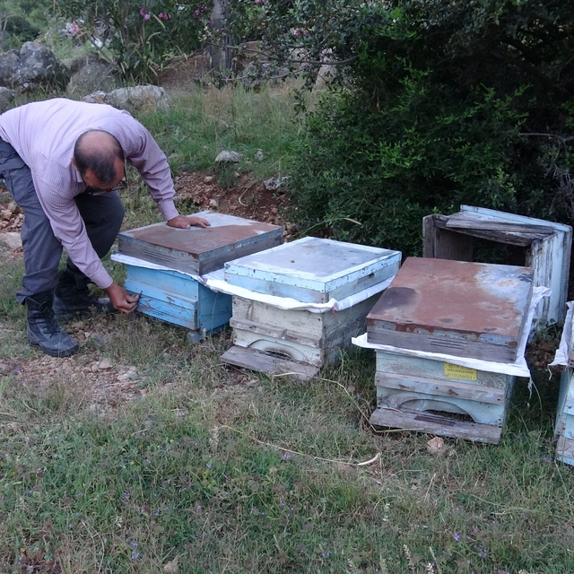 Keven ve kekik balı için yayla yolculuğu başladı
Kozan'da arıcıların bal me...
