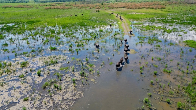 Eber Gölü'nde oluşan manzara Serengeti Parkı'nı aratmadı
Sıcaktan bunalan mandalar göle akın etti