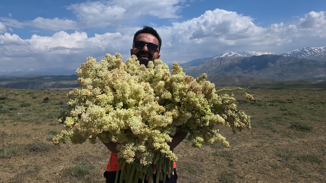 Yayla muzunu vatandaş kendi topluyor
Şifa deposu uçkun vatandaşların gözdesi oldu